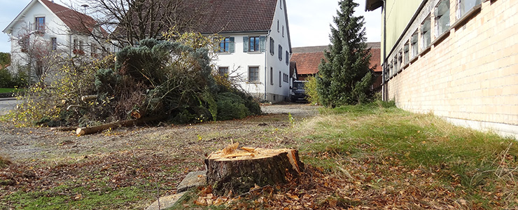 Abgesägter Baum Nusser-Hof